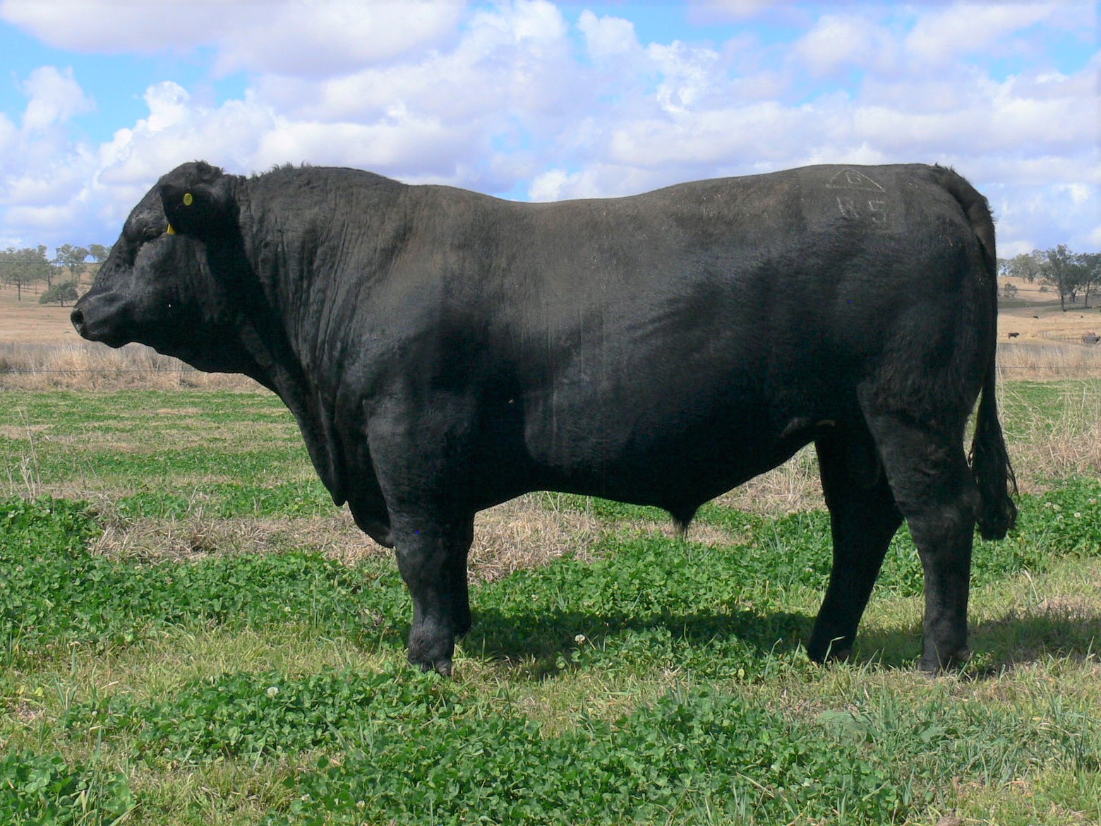 Bonnydale Black Simmentals | Black Simmental Stud